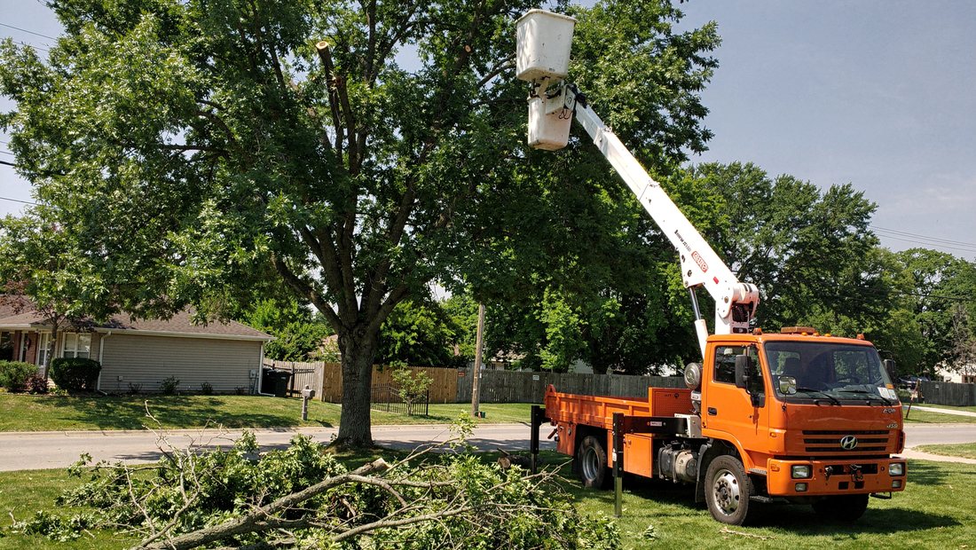 Arborist trimming and pruning a tree canopy in Murfreesboro, TN